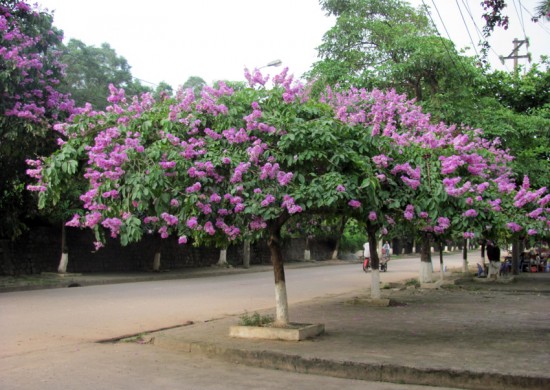 cây bằng lăng