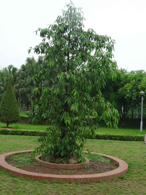 Kim giao,cây kim giao,tác dụng của gỗ kim giao,Nageia fleuryi,Podocarpaceae,Podocarpus,Decussocarmus,cây ngoại thất,cây lấy gỗ,cây làm thuốc