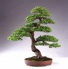 Bonsai,cây cảnh bonsai,nghệ thuật tạo hình cây cảnh,chăm sóc cây cảnh,cay canh,Nghệ thuật tạo hình thân cây cảnh Bonsai