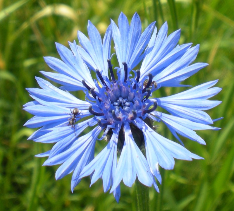 Hoa thanh cúc,hoa ngô,hoa cúc áo,hoa thanh bình,Centaurea cyanus,Bachelors button,Bluebottle,Boutonniere flower,Hurtsickle,Cyani flower,cornflower