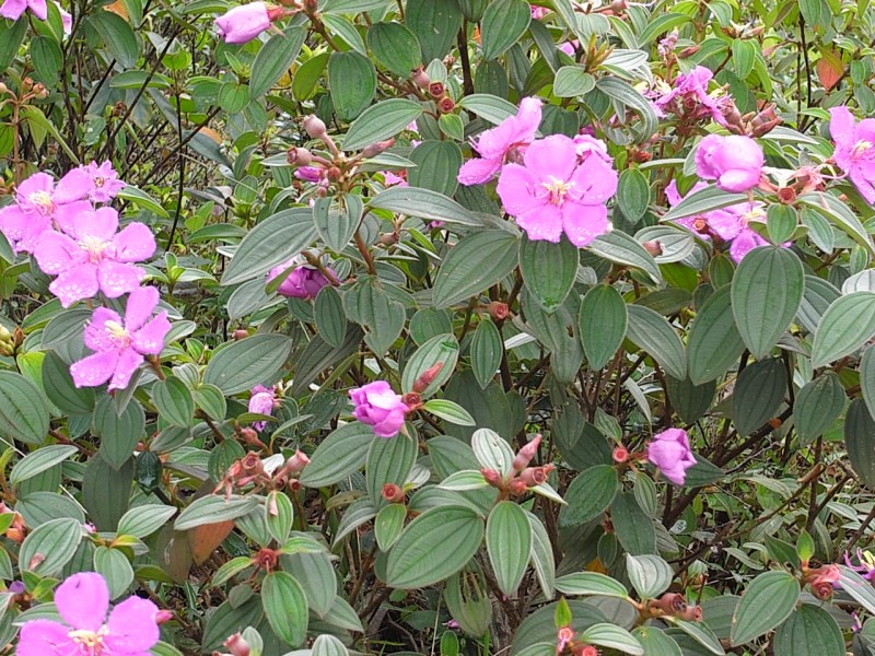 Hoa mua,hoa tím,hoa mua Đà Lạt,đồi hoa mua Đà Lạt,các loài hoa mua,cây hoa,cây bụi,Melastoma,Melastomataceae