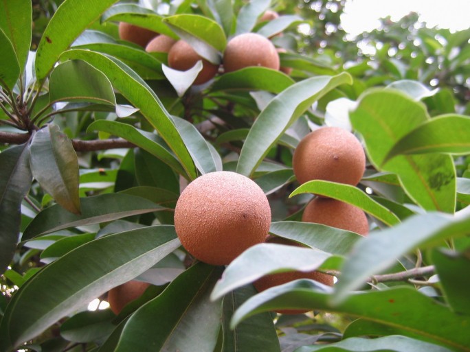 Cây hồng xiêm