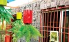 Nghệ thuật trồng hoa ngược,nghệ thuật,cây cảnh,hoa cảnh,hoa treo ngược,tiểu hồng môn,dương xỉ răng lược,cau vàng bụi nhỏ,Nghệ thuật trồng hoa ngược