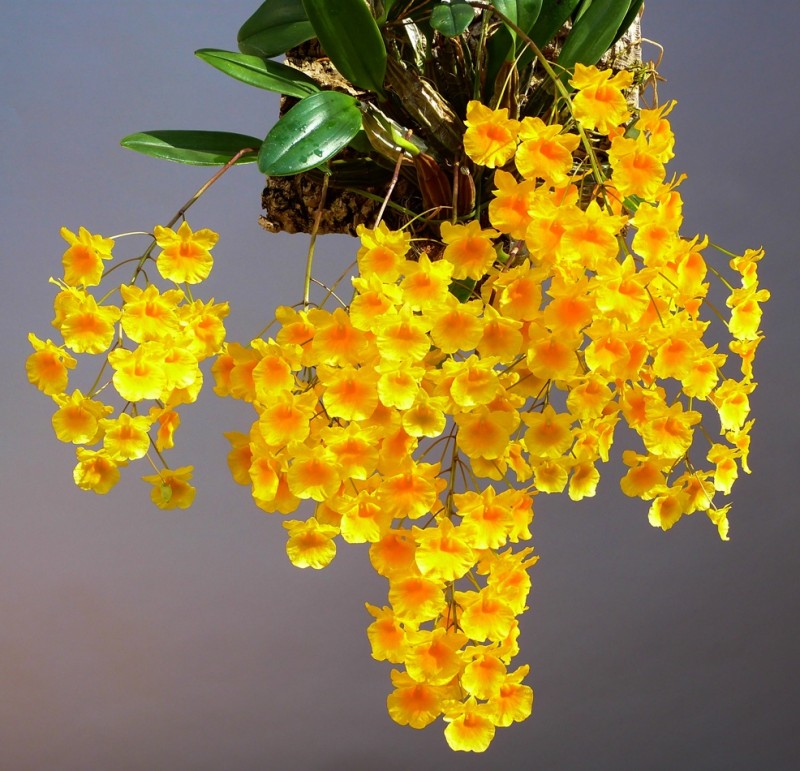 Lan vảy rồng,lan vảy rắn,lan vảy cá,tụ thạch hộc,Dendrobium lindleyi,Dendrobium aggregatum (nom. illeg.),lan hoàng thảo,hoa lan,phong lan