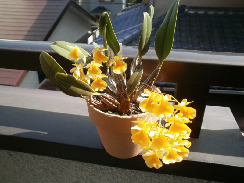 Lan vảy rồng,lan vảy rắn,lan vảy cá,tụ thạch hộc,Dendrobium lindleyi,Dendrobium aggregatum (nom. illeg.),lan hoàng thảo,hoa lan,phong lan