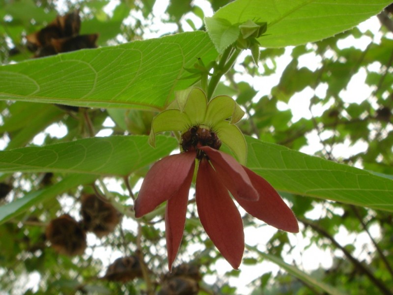 Cây tai mèo,tai mèo,cây bất thực,Abroma augusta,họ cẩm quỳ,Malvaceae