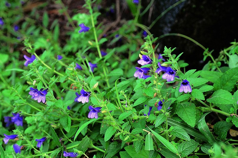 Nhân trần,cây nhân trần,hoắc hương núi,chè nội,Adenosma glutinosum,Adenosma caeruleum,Adenosma glutinosum,Adenosma glutinosum,Adenosma grandiflorum,Digitalis sinensis,Gerardia glutinosa,Pterostigma grandiflorum, họ mã đề,plantaginaceae,họ huyền sâm,Scrophulariaceae