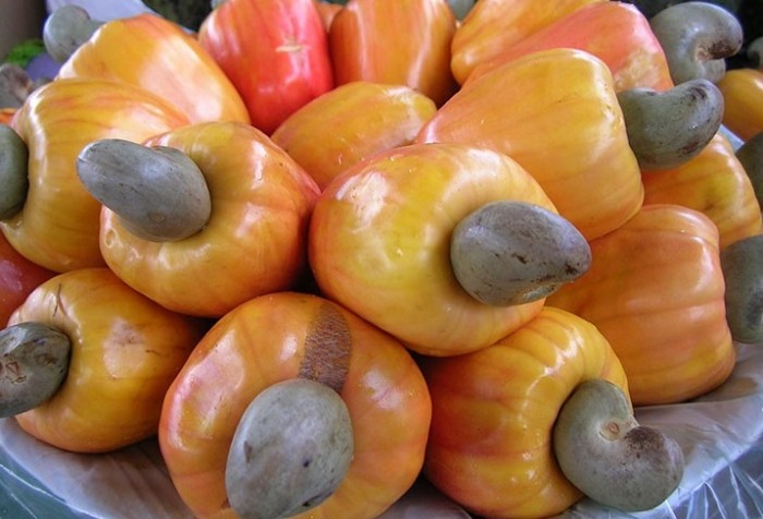 Cây điều,hạt điều,đào lộn hột,Anacardium occidentale L,Anacardium curatellifolium A.St.-Hil,tác dụng của hạt điều,lợi ích của hạt điều