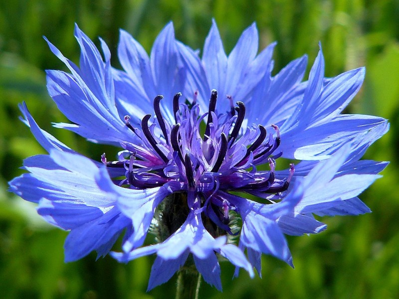 Hoa thanh cúc,hoa ngô,hoa cúc áo,hoa thanh bình,Centaurea cyanus,Bachelors button,Bluebottle,Boutonniere flower,Hurtsickle,Cyani flower,cornflower