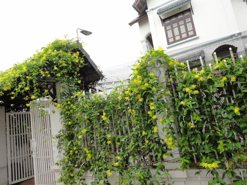 Mai hoàng yến,mai hoang yen,dây Kim đồng,Tristellateia australasiae,họ Sơ ri,họ Kim đồng, họ Dùi đục,Malpighiaceae