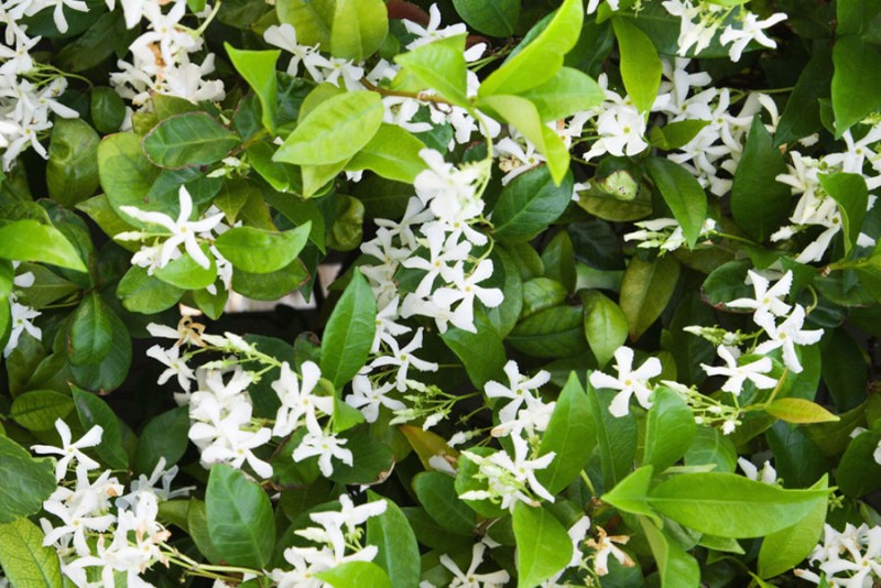 Cây mỏ sẻ,mỏ sẻ,hoa mỏ sẻ,cây hoa mỏ sẻ,lài sao,nhài sao,lạc thạch,trachelospermum jasminoides,họ la bố ma,họ dừa cạn,apocynaceae,cây leo