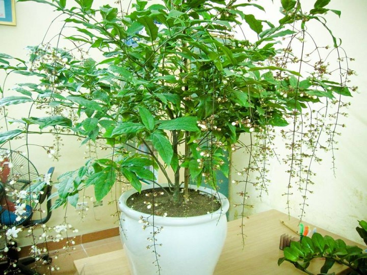 Cây ngọc minh châu,ngọc minh châu,cây ngày Tết,cây phong thủy