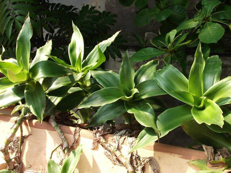 Lược vàng,cây lược vàng,cay luoc vang,lan vòi,lan rũ,cây bạch tuộc,trái lá phất dũ,giả khóm,ka-li-di-a thơm,sâm nhà,vệ nữ,bác sĩ gia đình,Callisia fragrans,họ thài lài,Commelinaceae,cây làm thuốc,cây chữa bệnh