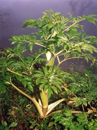 Bạch chỉ,cây bạch chỉ,Angelica dahurica,họ hoa tán,Apiaceae,cây thuốc