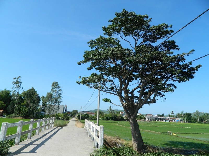Vông đồng,cây vông đồng,cây vông,hura crepitans,hura brasiliensis wild,họ Đại kích,Euphorbiaceae