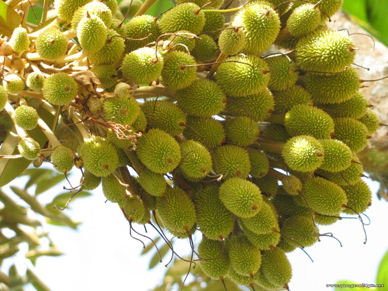 Sầu riêng,sự tích sẩu riêng,sầu riêng ruột đỏ,Durio,Malvaceae,Durionaceae,cây ăn quả,vua của các loại trái cây,lợi ích của sầu riêng với sức khỏe,tu-rên