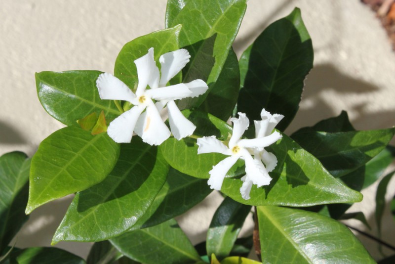 Cây mỏ sẻ,mỏ sẻ,hoa mỏ sẻ,cây hoa mỏ sẻ,lài sao,nhài sao,lạc thạch,trachelospermum jasminoides,họ la bố ma,họ dừa cạn,apocynaceae,cây leo