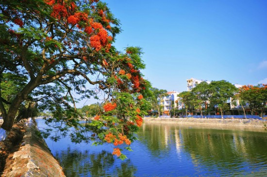 Hoa phượng vĩ