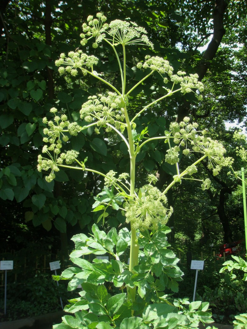 Bạch chỉ,cây bạch chỉ,Angelica dahurica,họ hoa tán,Apiaceae,cây thuốc