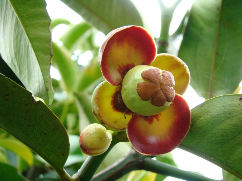 Măng cụt,cây măng cụt,Garcinia mangostana,họ bứa,Clusiaceae,cây ăn quả