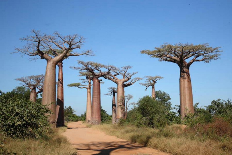 Bao báp,cây bao báp,họ gạo,boab,Bombacaceae,cây lớn nhất thế giới,bao báp châu Phi,Bao báp Madagasca,Bao báp Grandidier,Bao báp Perrier,Bao báp Suarez,Bao báp Za,Adansonia digitata,Adansonia grandidieri,Adansonia gregorii,Adansonia madagascariensis,Adansonia perrieri,Adansonia rubrostipa,Adansonia suarezensis,Adansonia za