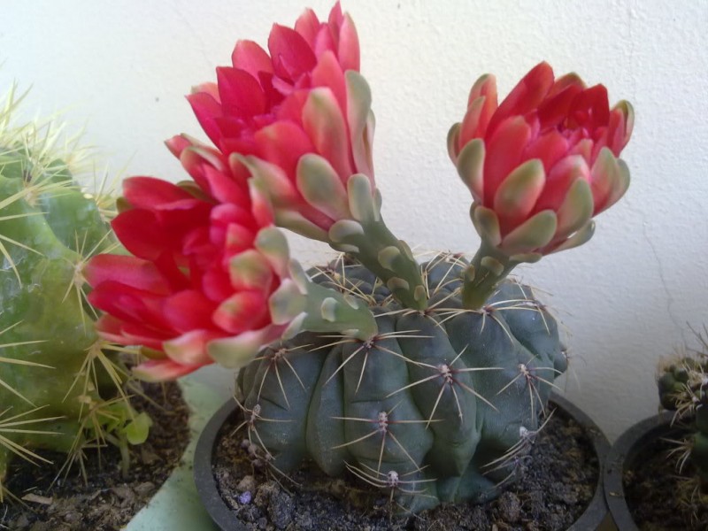 Xương rồng thần long,xuong rong than long,xương rồng