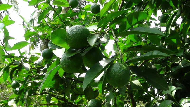 Cây chanh,chanh ta,Citrus aurantifolia,tác dụng của quả chanh,cây làm thuốc,quả chanh chữa ho