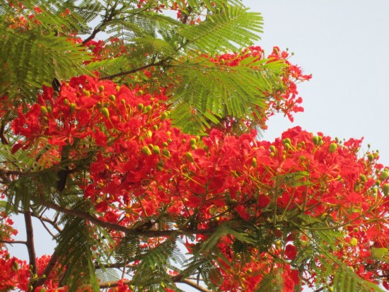 Phượng vĩ,phuong vi,phượng vỹ,cây phượng vĩ,cây phượng,phượng,hoa phượng,hoa phượng đỏ,hoa học trò,cây xoan tây,điệp tây,Delonix regia,Fabaceae,phượng hoàng mộc,kim hoàng,Flamboyant,Royal poinciana,Mohur tree,thành phố hoa phượng đỏ,Hải Phòng