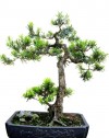 Vạn niên tùng,Tùng La Hán,cây Tùng,chăm sóc cây cảnh,cây cảnh,bonsai,Kỹ thuật chăm sóc cây Vạn niên Tùng ( Tùng La Hán )