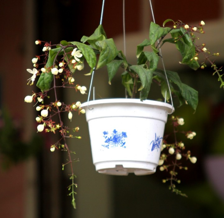 Cây ngọc minh châu,ngọc minh châu,cây ngày Tết,cây phong thủy