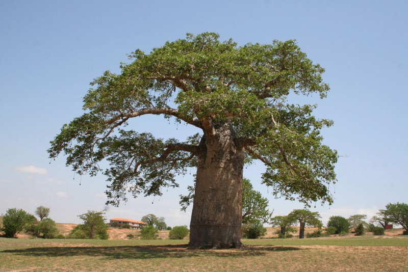 Bao báp,cây bao báp,họ gạo,boab,Bombacaceae,cây lớn nhất thế giới,bao báp châu Phi,Bao báp Madagasca,Bao báp Grandidier,Bao báp Perrier,Bao báp Suarez,Bao báp Za,Adansonia digitata,Adansonia grandidieri,Adansonia gregorii,Adansonia madagascariensis,Adansonia perrieri,Adansonia rubrostipa,Adansonia suarezensis,Adansonia za