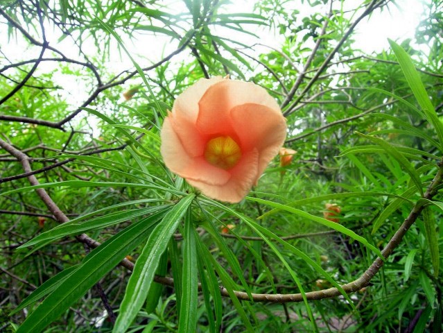 Thông thiên,huỳnh liên,trúc đào hoa vàng,hoàng hoa giáp trúc đào,Thevetia peruviana,Cascabela thevetia,họ trúc đào,trúc đào