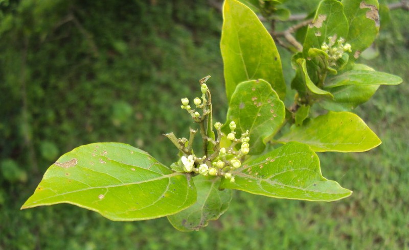 Vọng cách,cây cách,cây cách biển,Premna serratifolia