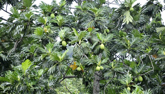 Xa kê - sa kê - cây bánh mì - Artocarpus altilis