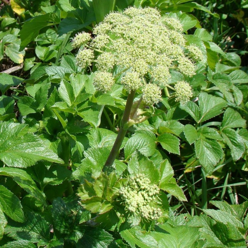 Bạch chỉ,cây bạch chỉ,Angelica dahurica,họ hoa tán,Apiaceae,cây thuốc