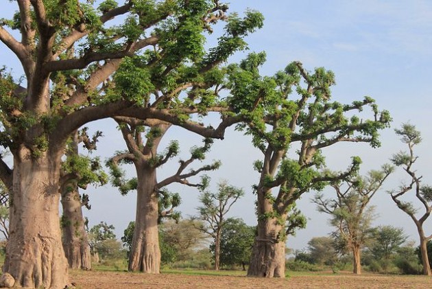 Bao báp,cây bao báp,họ gạo,boab,Bombacaceae,cây lớn nhất thế giới,bao báp châu Phi,Bao báp Madagasca,Bao báp Grandidier,Bao báp Perrier,Bao báp Suarez,Bao báp Za,Adansonia digitata,Adansonia grandidieri,Adansonia gregorii,Adansonia madagascariensis,Adansonia perrieri,Adansonia rubrostipa,Adansonia suarezensis,Adansonia za