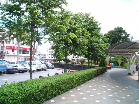 Cây sao đen