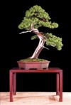 bonsai châu âu,bonsai đẹp châu âu,bon sai châu âu,triển lãm,Châu Âu,bonsai,thế cây,cây cảnh đẹp,Bonsai châu Âu - Những tác phẩm đỉnh cao ( Phần 1 )