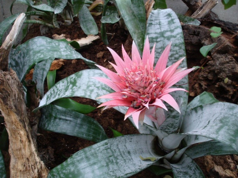 Dứa cảnh gai hồng,dứa cảnh,dứa que diêm,Aechmea fasciata,họ dứa,Bromeliaceae