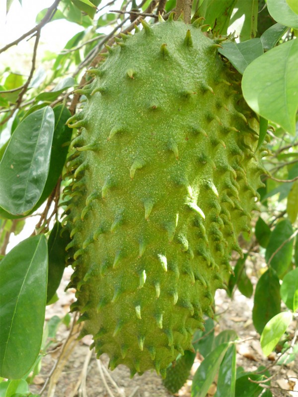 Mãng cầu Xiêm,mãng cầu gai,na Xiêm,na gai,Annona muricata