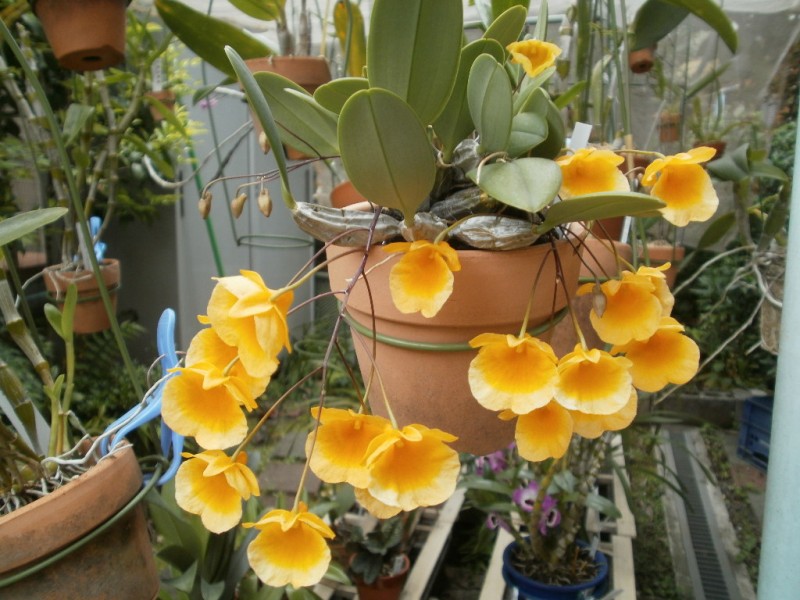 Lan vảy rồng,lan vảy rắn,lan vảy cá,tụ thạch hộc,Dendrobium lindleyi,Dendrobium aggregatum (nom. illeg.),lan hoàng thảo,hoa lan,phong lan