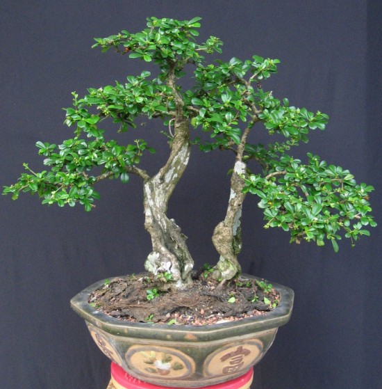 Cây bùm sụm