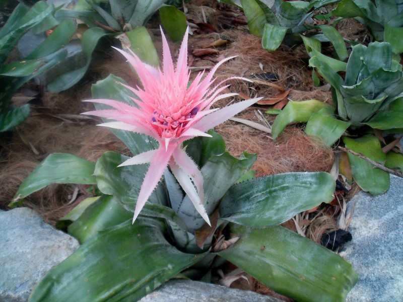 Dứa cảnh gai hồng,dứa cảnh,dứa que diêm,Aechmea fasciata,họ dứa,Bromeliaceae