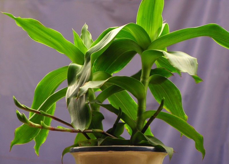 Lược vàng,cây lược vàng,cay luoc vang,lan vòi,lan rũ,cây bạch tuộc,trái lá phất dũ,giả khóm,ka-li-di-a thơm,sâm nhà,vệ nữ,bác sĩ gia đình,Callisia fragrans,họ thài lài,Commelinaceae,cây làm thuốc,cây chữa bệnh