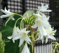 Trinh nữ hoàng cung,Trinh nữ hoàng cung