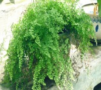 Tóc thần,tóc thần vệ nữ,toc than ve nu,Adiantum caudatum,maiden hair,trailing maidenhair,nguyệt xỉ,Adiantaceae,dương xỉ,Tóc thần