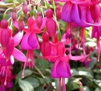 hoa đèn lồng,hoa lồng đèn,hồng hoa đăng,cây lồng đèn,Fuchsia magellanica,họ Anh thảo chiều,họ Nguyệt kiến thảo,họ Rau dừa nước,họ Rau mương,Onagraceae,Hoa đèn lồng - Hồng hoa đăng