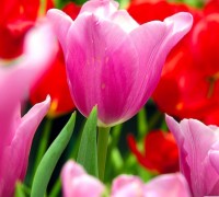 Hoa Tulip,uất kim hương,uất kim cương,Tulipa,Liliaceae,hoa Hà Lan,Hoa Tulip - Uất kim hương
