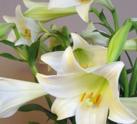 Hoa loa kèn,huệ tây,hoa huệ tây,hoa bách hợp,ý nghĩa hoa loa kèn,truyền thuyết hoa loa kèn,Lilium longiflorum,Lilium,Hoa loa kèn