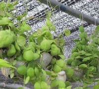 Cây đô la,Cây đô la